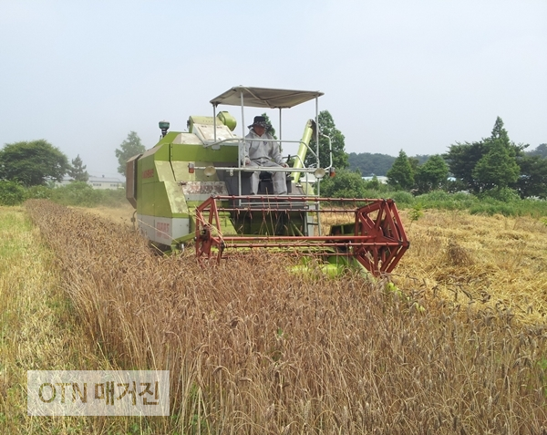 청보리 수확