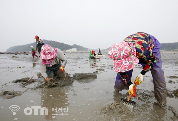 바지락 수확