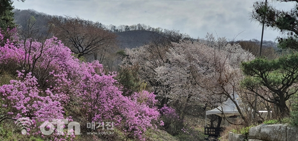장군산 봄꽃 전경