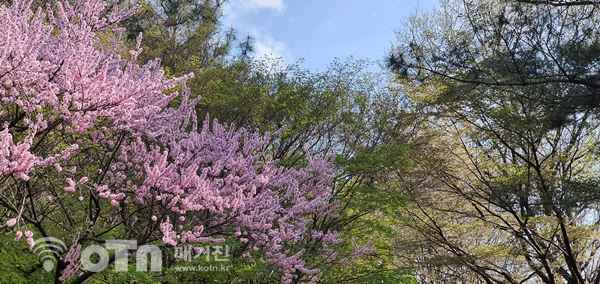 복사꽃 전경