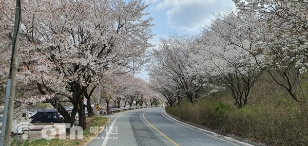 산꽃단지길 벗꽃