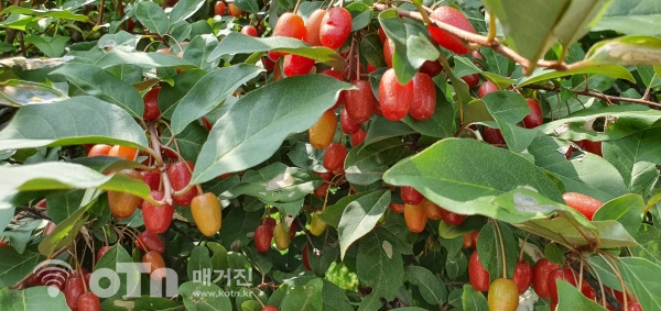 산들바람농장 주뱐의 보리수 열매