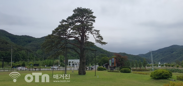 속리산 정이품송 전경