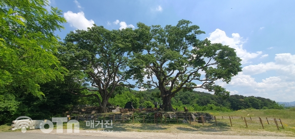 전월산 월요동산 느티나무 전경